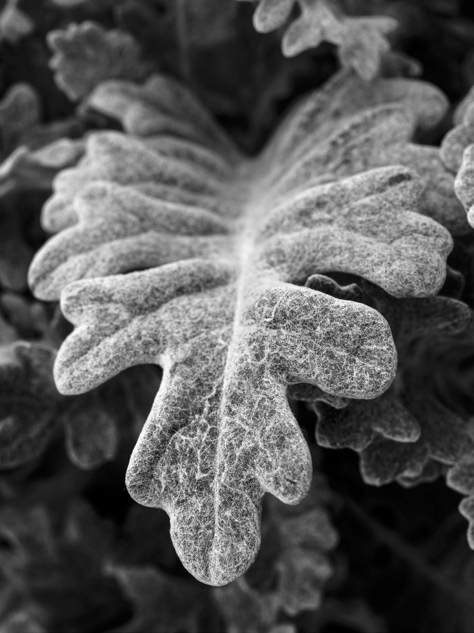 Plants in monochrome 1
