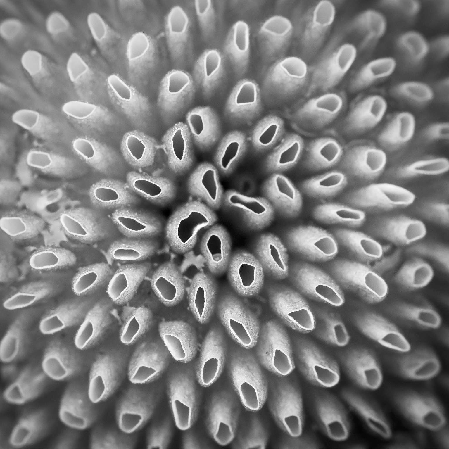 Plants In Monochrome