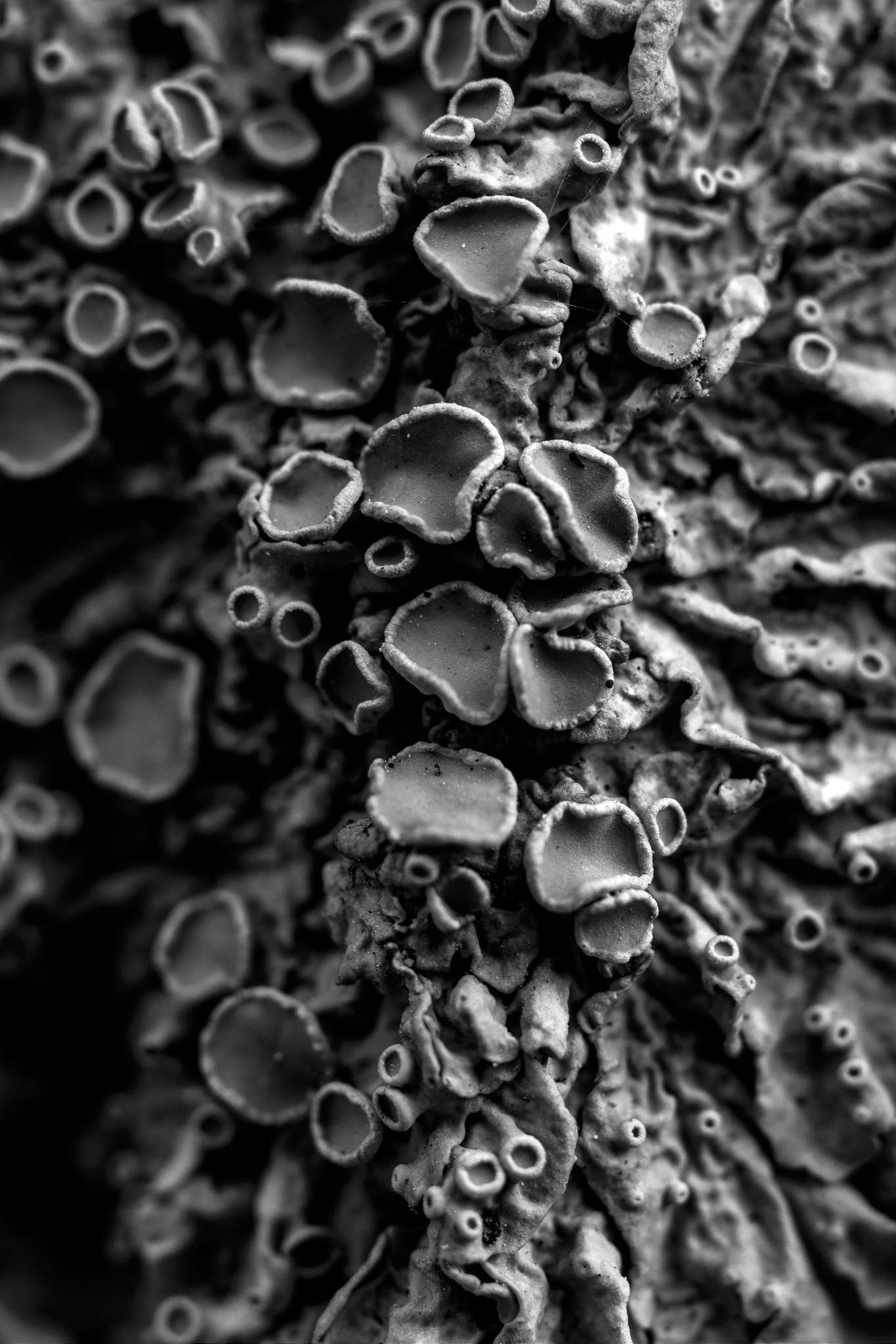 Plants in monochrome 3