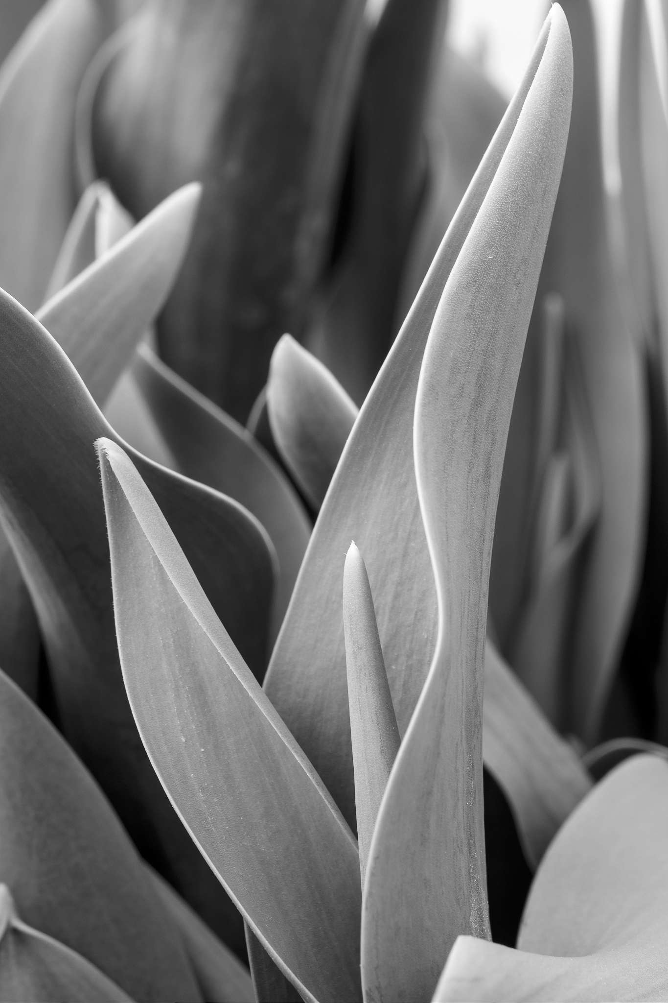 Plants in monochrome 4