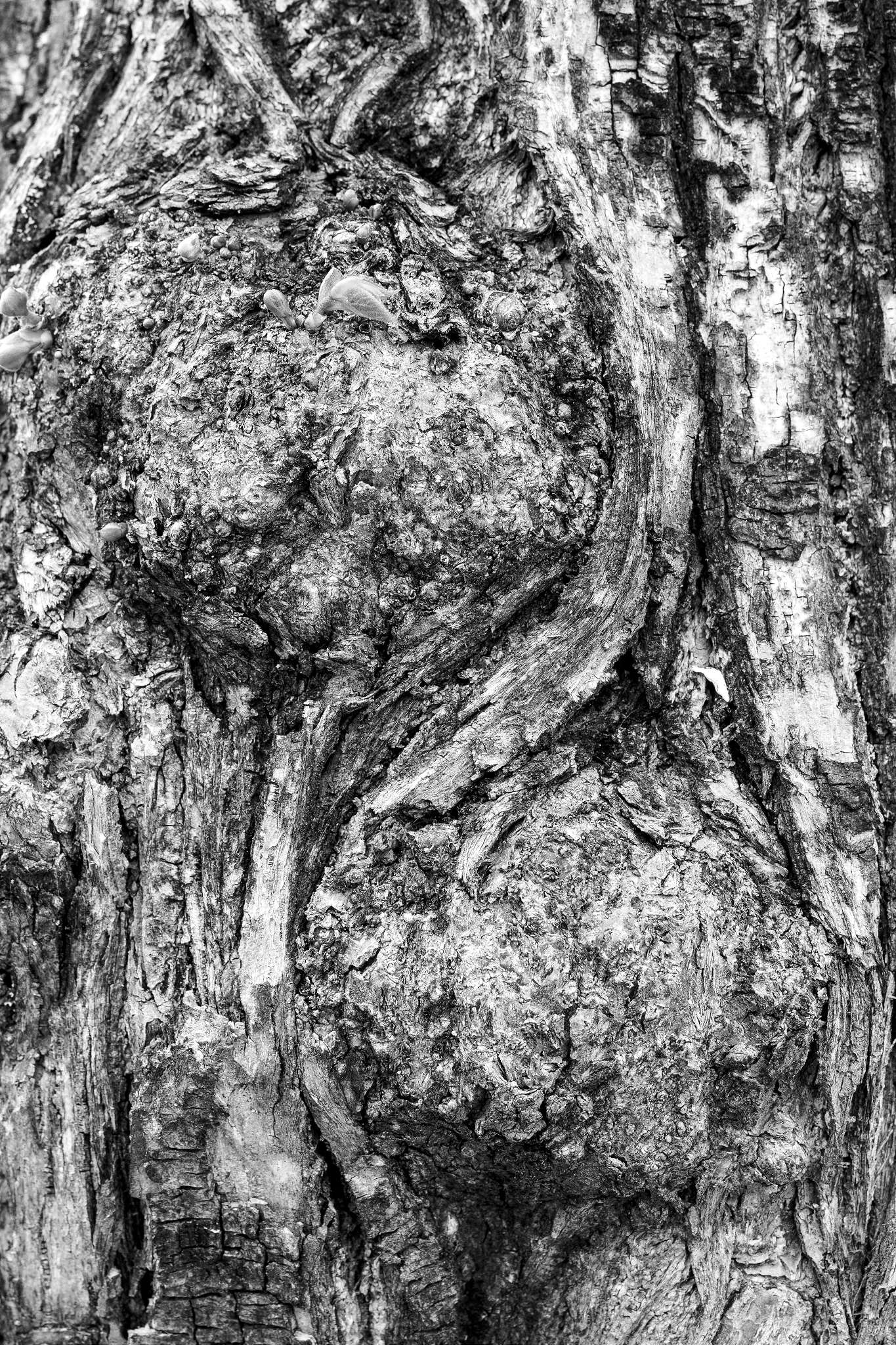 Plants in monochrome 5