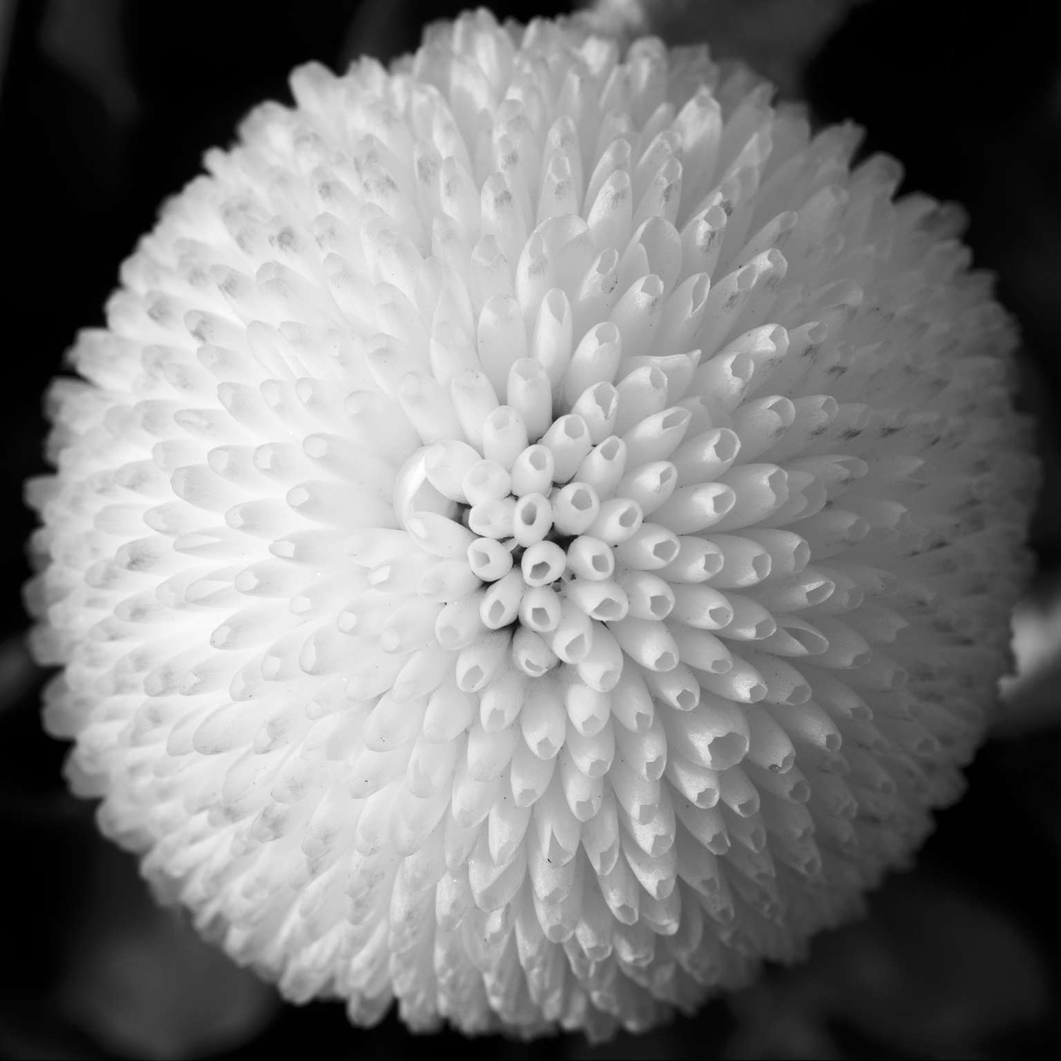 Plants in monochrome 6