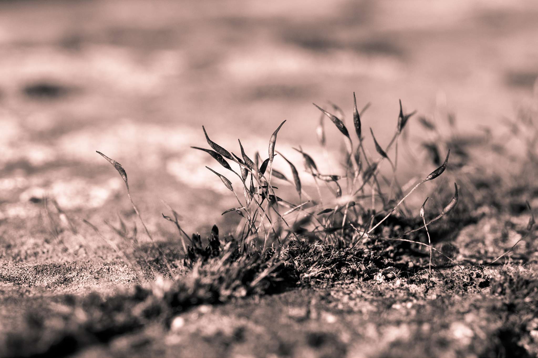 Plants in monochrome 7