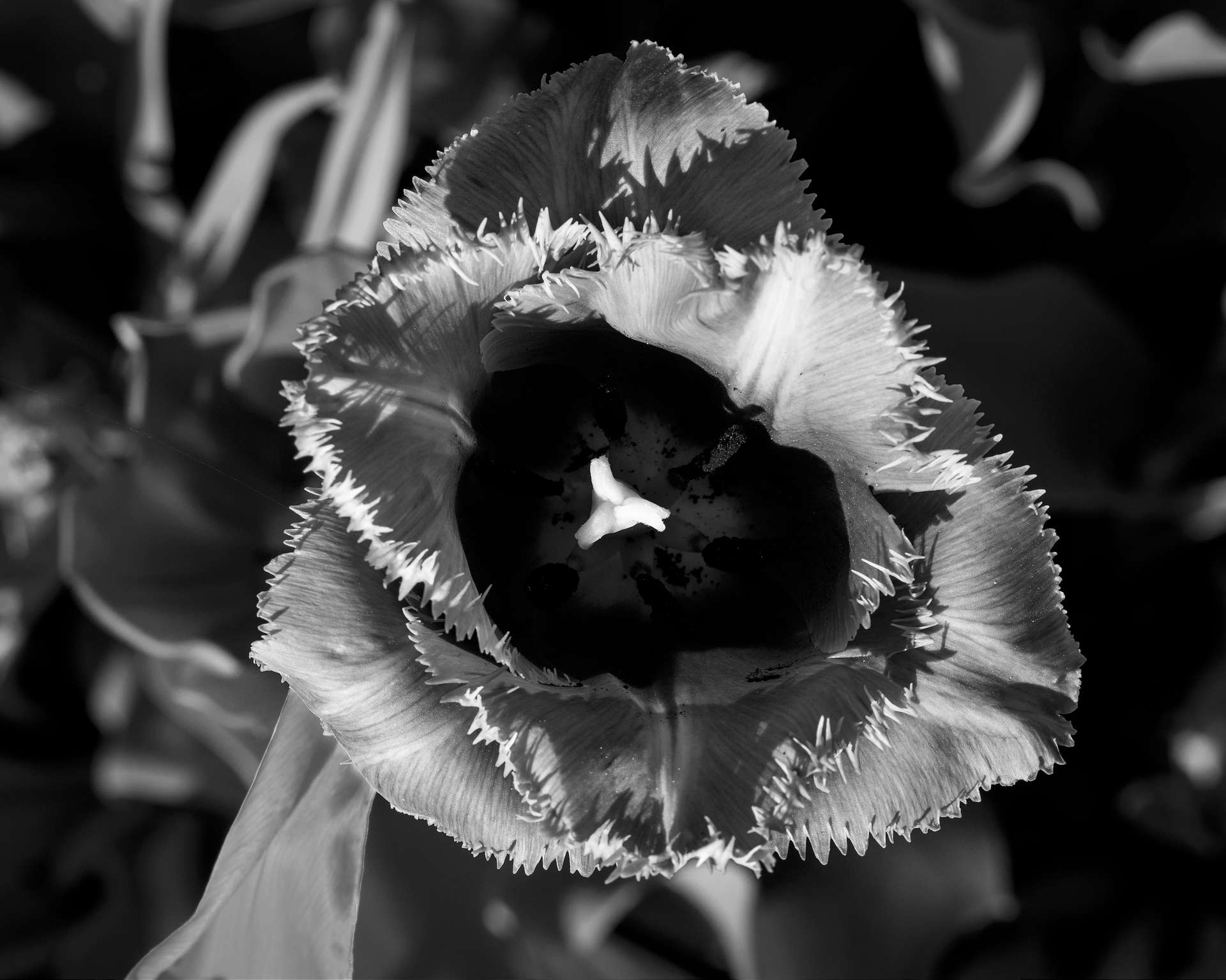 Plants in Monochrome 8