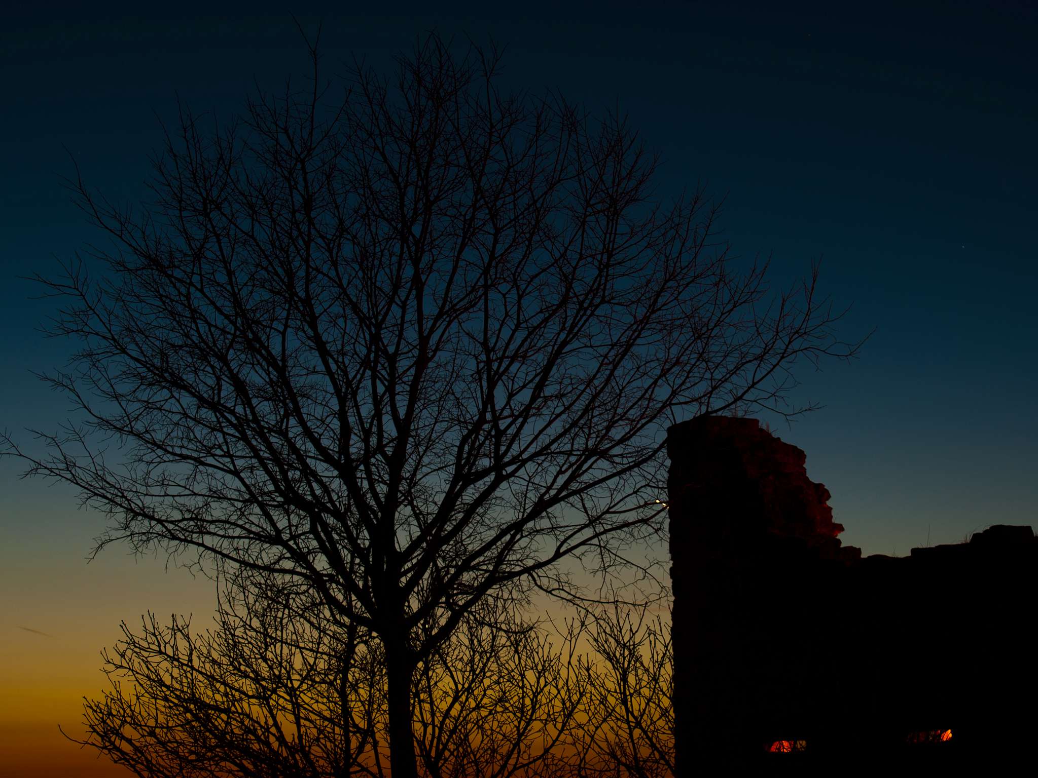 Tree at Dawn